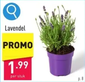 ALDI Lavendel aanbieding