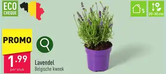 ALDI Lavendel aanbieding