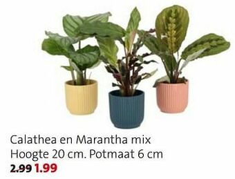 Intratuin Calathea en marantha mix aanbieding