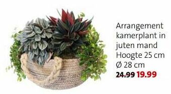 Intratuin Arrangement kamerplant in juten mand aanbieding