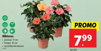 Hibiscus