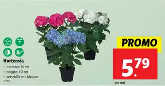 Lidl Hortensia aanbieding