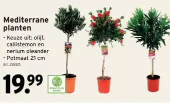 GAMMA Mediterrane planten aanbieding