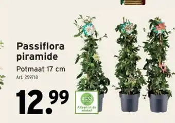 Passiflora piramide