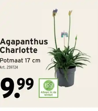 GAMMA Agapanthus Charlotte aanbieding