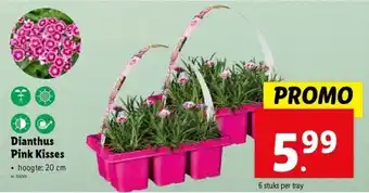 Lidl Dianthus Pink Kisses aanbieding