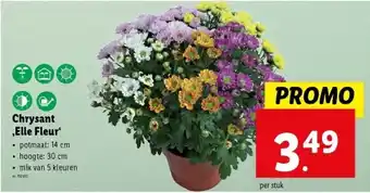 Lidl Chrysant ‚Elle Fleur‘ aanbieding
