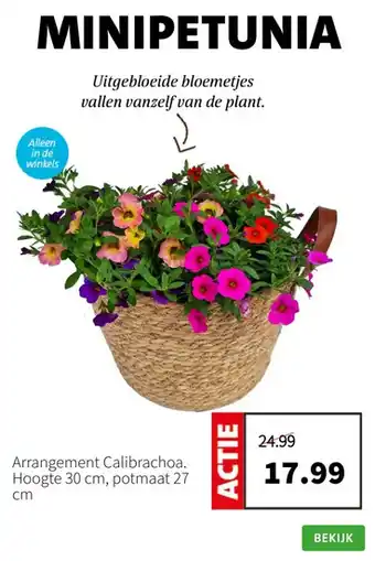 Intratuin Arrangement Calibrachoa aanbieding