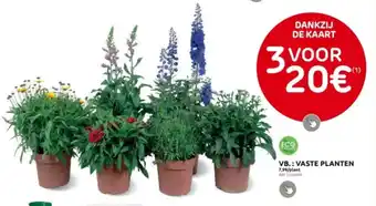 Brico VASTE PLANTEN aanbieding