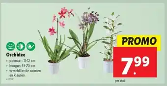 Lidl Orchidee aanbieding