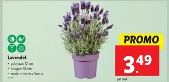Lidl Lavendel aanbieding