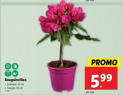 Bougainvillea promotie bij Lidl