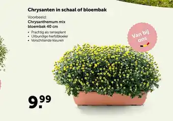 AVEVE Chrysanten In Schaal Of Bloembak aanbieding