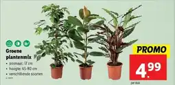 Groene plantenmix
