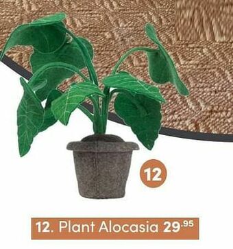 Baby & Tiener Plant alocasia aanbieding