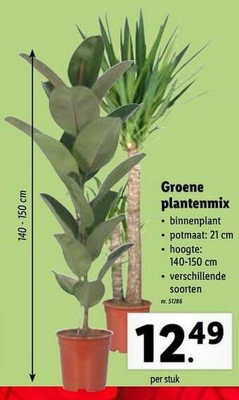 Lidl Groene plantenmix aanbieding
