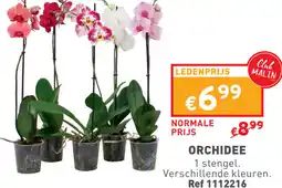 Trafic ORCHIDEE aanbieding