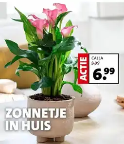 CALLA