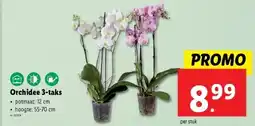 Lidl Orchidee 3-taks aanbieding
