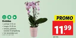 Lidl Orchidee aanbieding