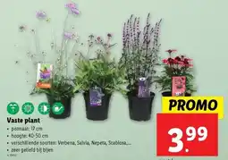 Lidl Vaste plant aanbieding