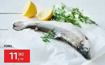 Forel