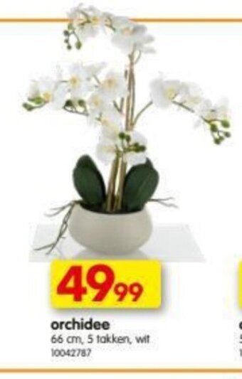 Yess Orchidee aanbieding