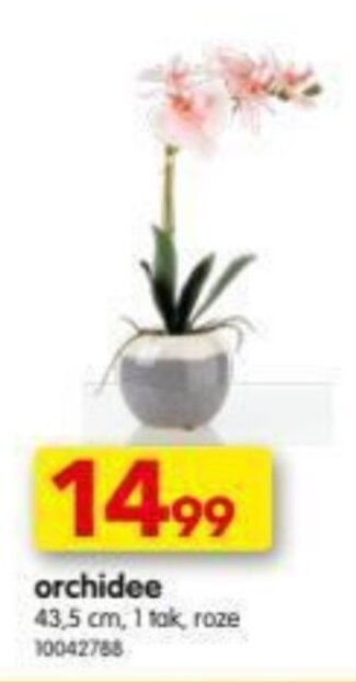 Yess Orchidee aanbieding