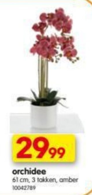 Yess Orchidee aanbieding