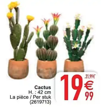 Cactus