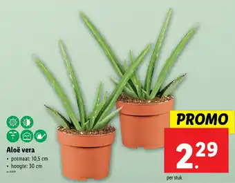 Lidl Aloë vera aanbieding