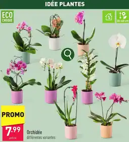 ALDI Orchidée aanbieding