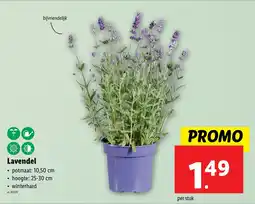 Lidl Lavendel aanbieding
