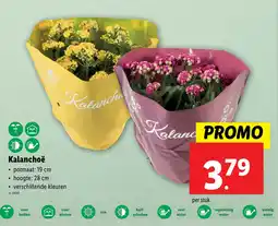 Lidl Kalanchoë aanbieding