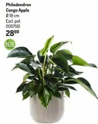 Philodendron congo apple