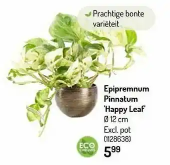 Epipremnum pinnatum happy leaf