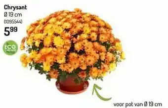 Chrysant