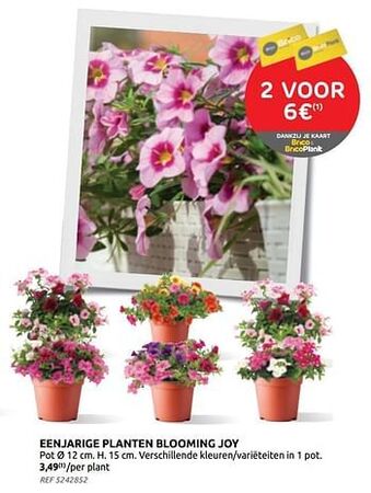 Brico Eenjarige planten blooming joy aanbieding