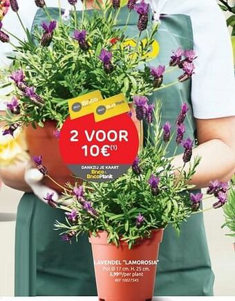 Brico Lavendel lamorosia aanbieding