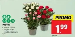 Lidl Potroos aanbieding