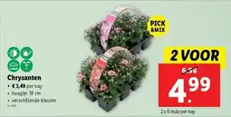 Lidl Chrysanten aanbieding