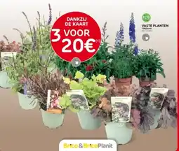Brico VASTE PLANTEN aanbieding
