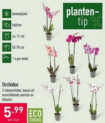 ALDI Orchidee aanbieding