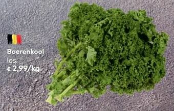 Boerenkool