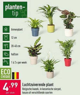 ALDI Luchtzuiverende plant aanbieding