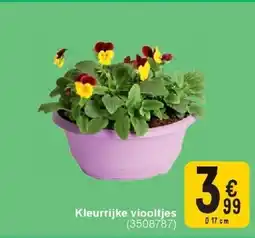 Cora Kleurrijke viooltjes aanbieding
