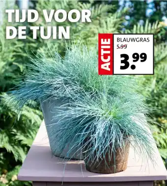 Intratuin BLAUWGRAS aanbieding