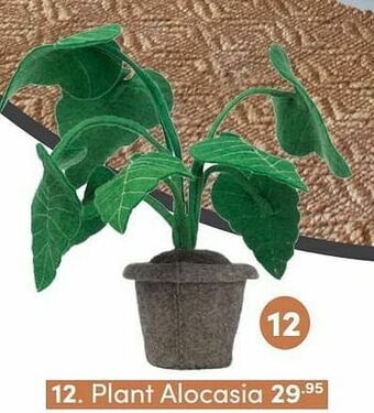 Baby & Tiener Plant alocasia aanbieding