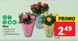 Lidl Rozen aanbieding
