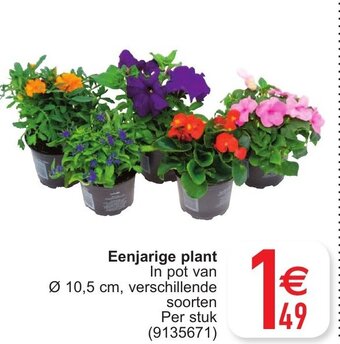 Cora Eenjarige plant aanbieding